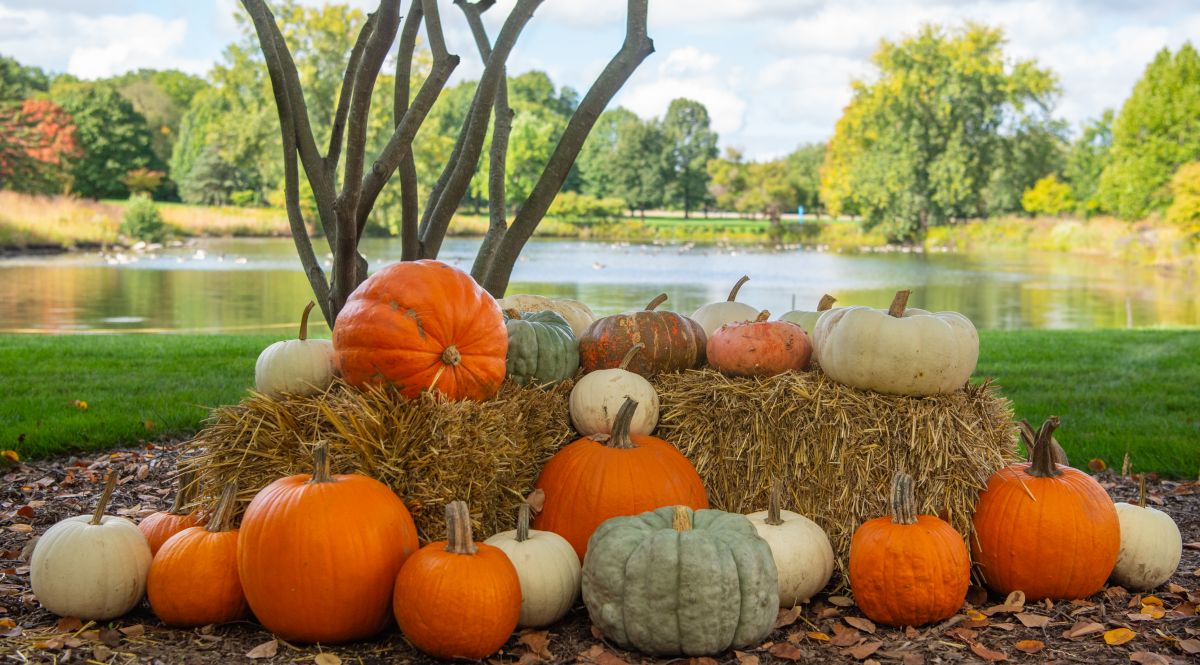 Pumpkins on haystacks display in front of Lake Huntoon in Fall