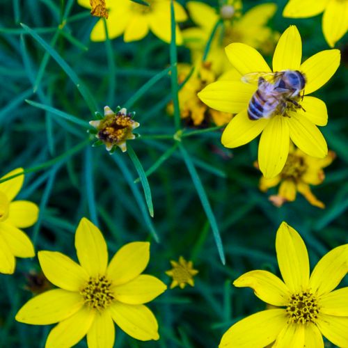 Diana Vickery "Dream Job" Memoir