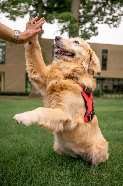 Hope the comfort K-9 giving someone a high-five